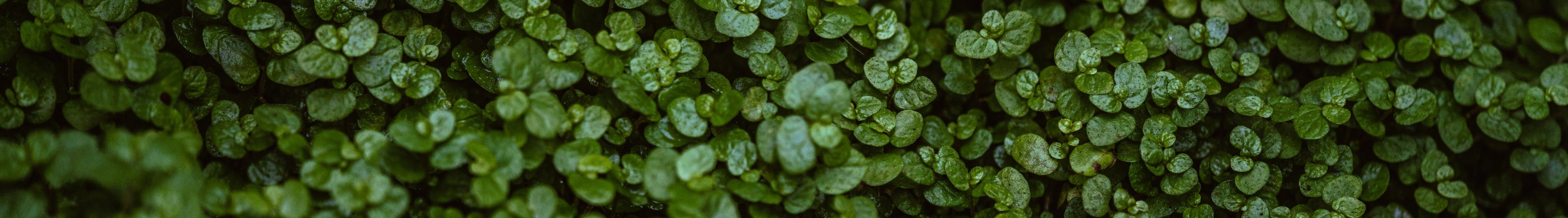Close-up of fresh green leaves – natural eco-inspired background used by Harmony Boutiq for sustainable home aesthetics